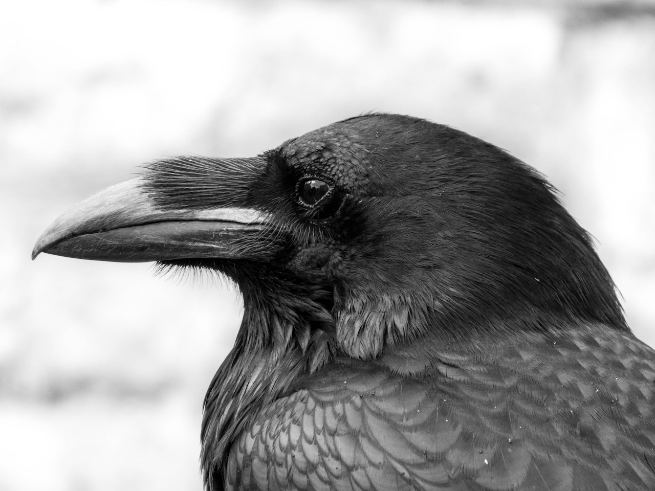 What Does A Raven Symbolize - Symbol Of Intelligence And Wisdom