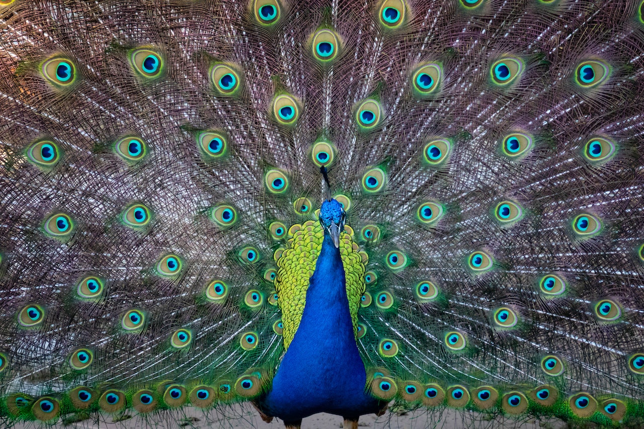 Meaning Of A Peacock - A Symbol Of Beauty, Pride, And Spirituality