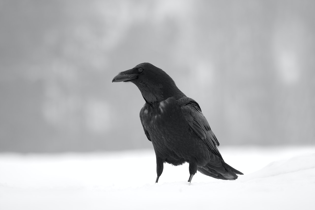 Raven Symbolic - Prophecy, Insight, Transformation, And Intelligence