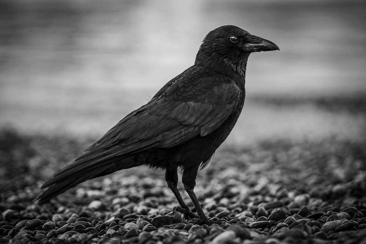 What Do Ravens Symbolize - A Look Into The Mythology