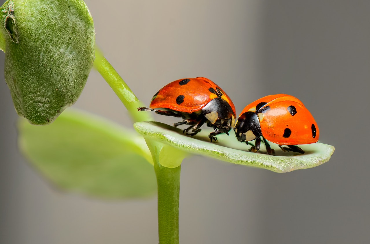 Spiritual Meaning Of Ladybug - A Symbol Of Luck And Good Fortune