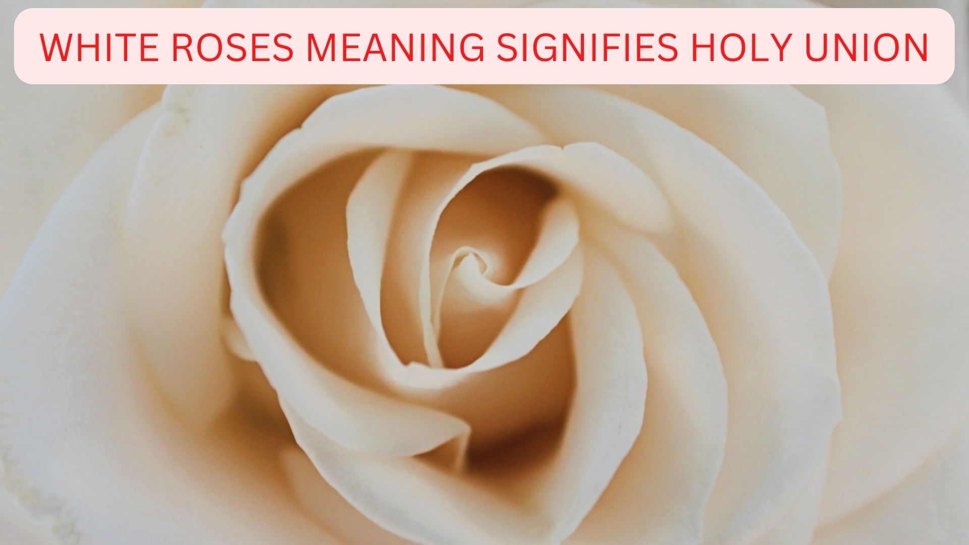 White Roses Meaning Significance - Holy Union