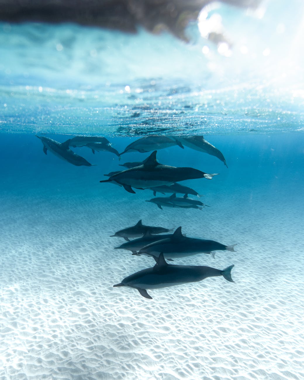 Dolphins swimming in ocean as a group