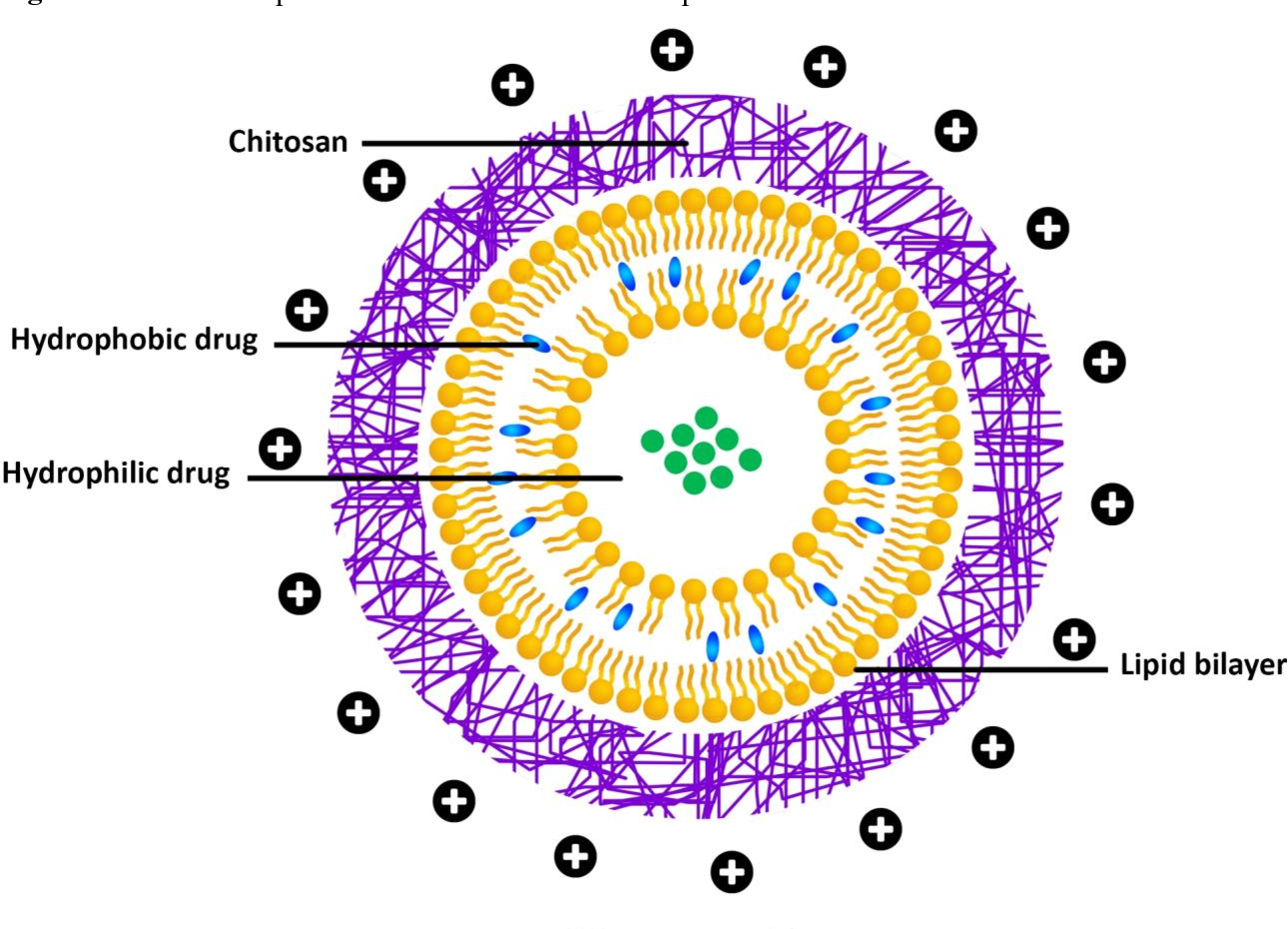 Liposome - Effects Of Liposome Assisted Drug Delivery