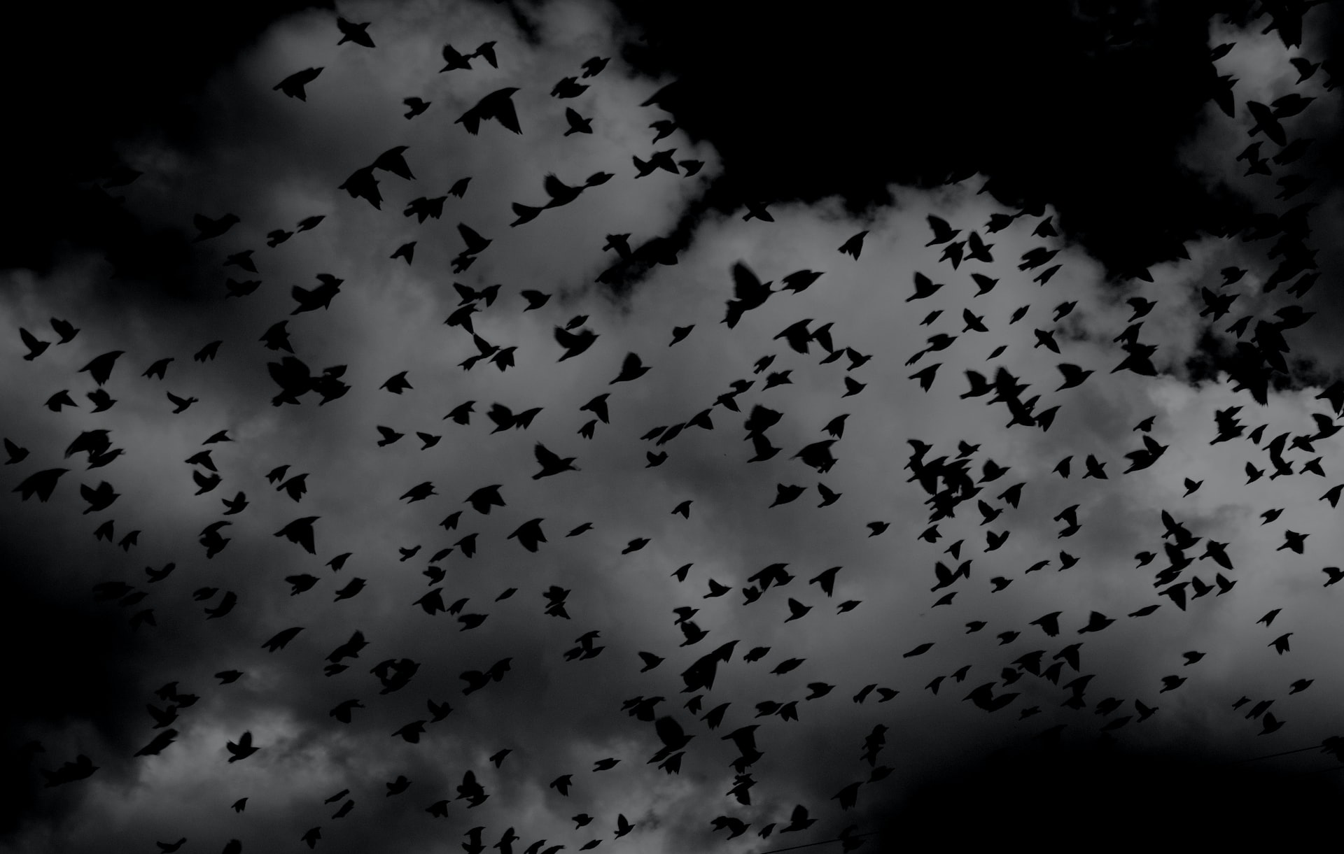 Spiritual Meaning Of Crows - Are They A Sign Of Evil And Death?