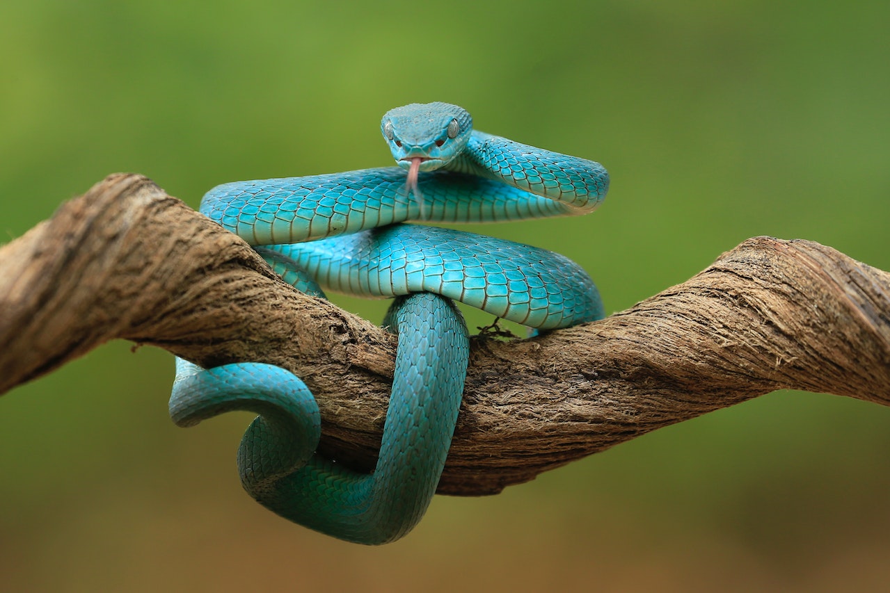Close-Up of a Blue Snake