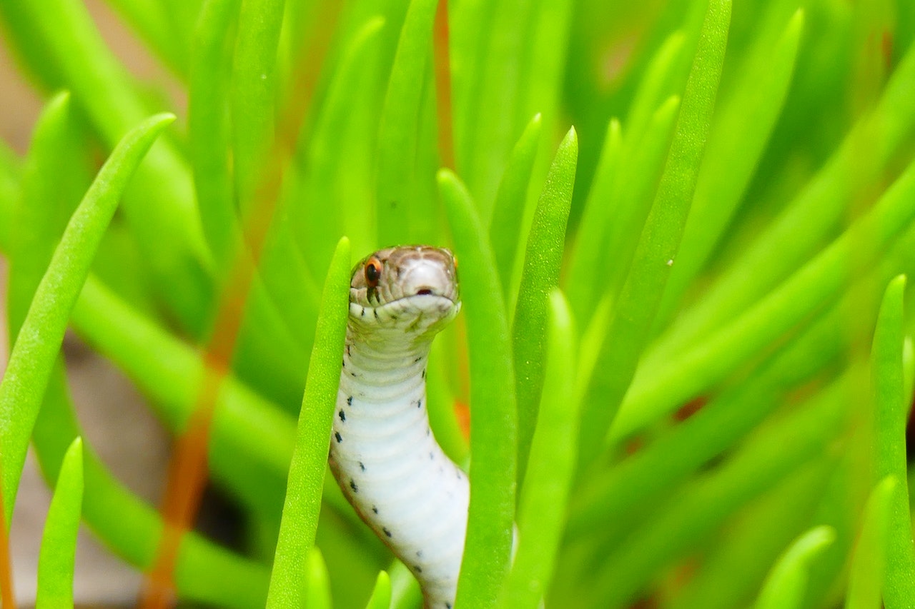 Small reptile in high green grass