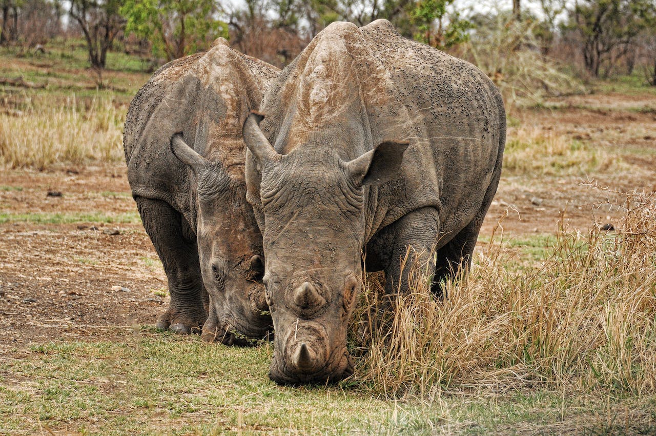 Two Brown Rhinos