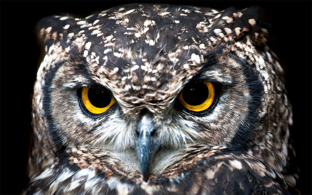 Close Up of Owl