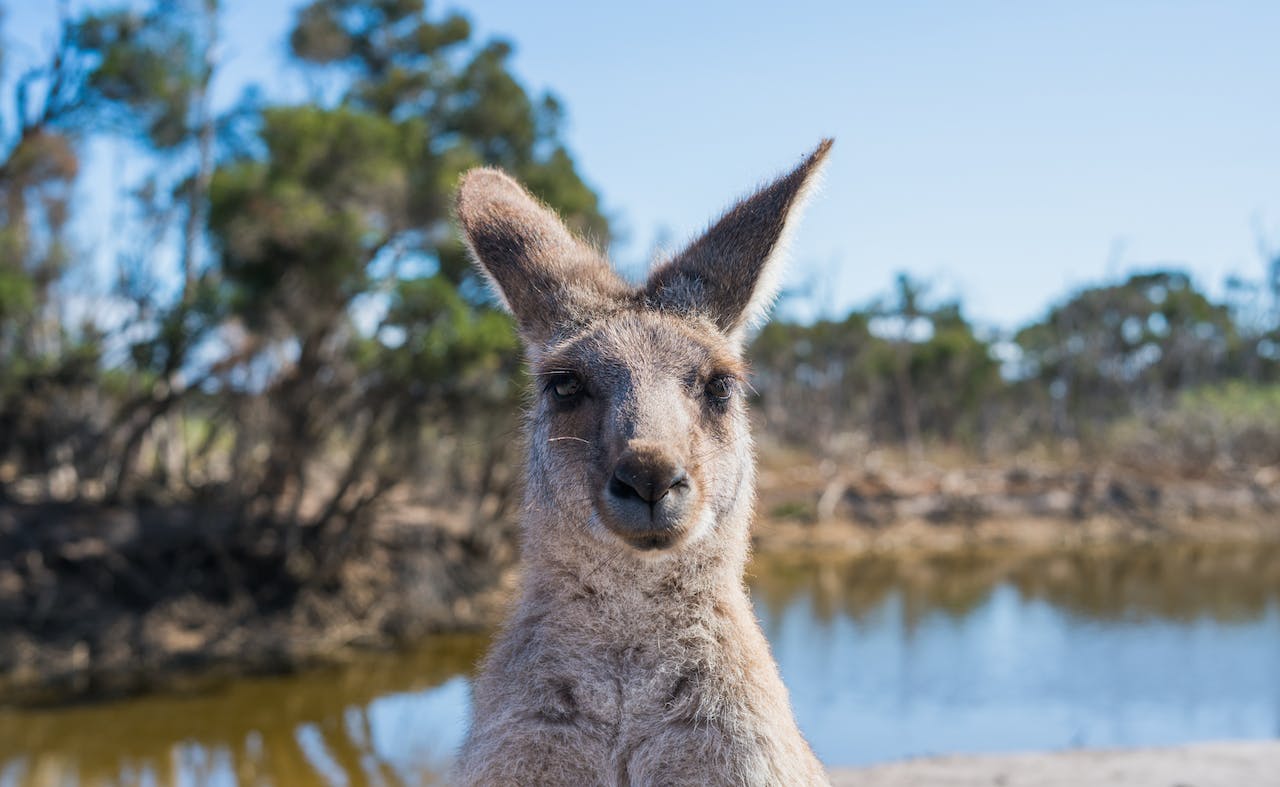 What Is The Biblical Dream Meaning Of Kangaroo