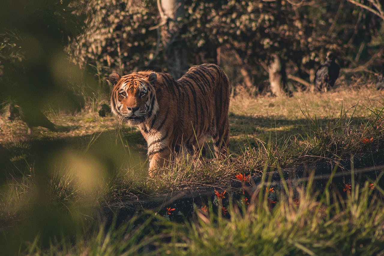 Tiger In A Dream Biblical Meaning And Interpretation