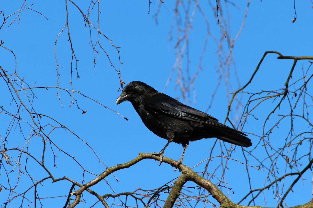 Black Crow Bird
