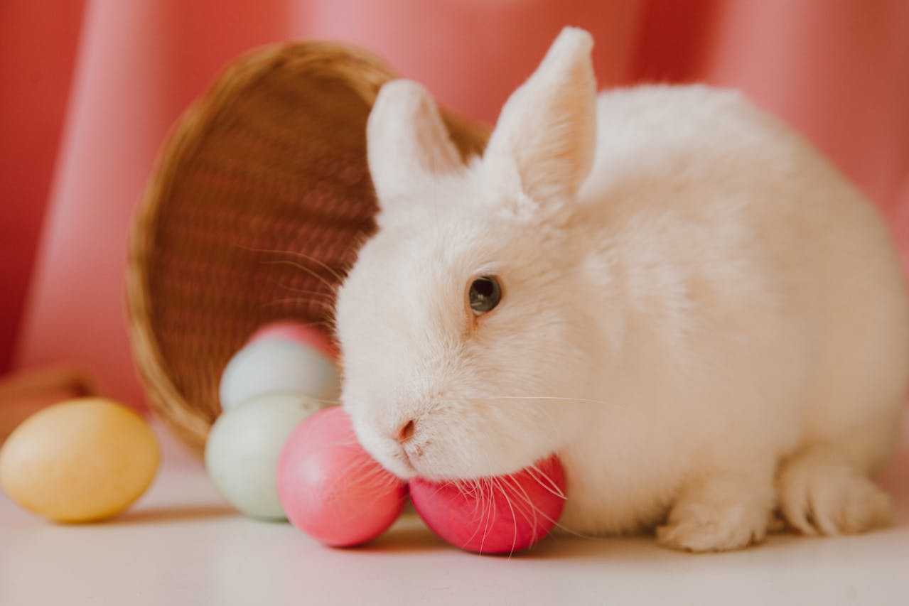 White Rabbit Beside Colored Eggs