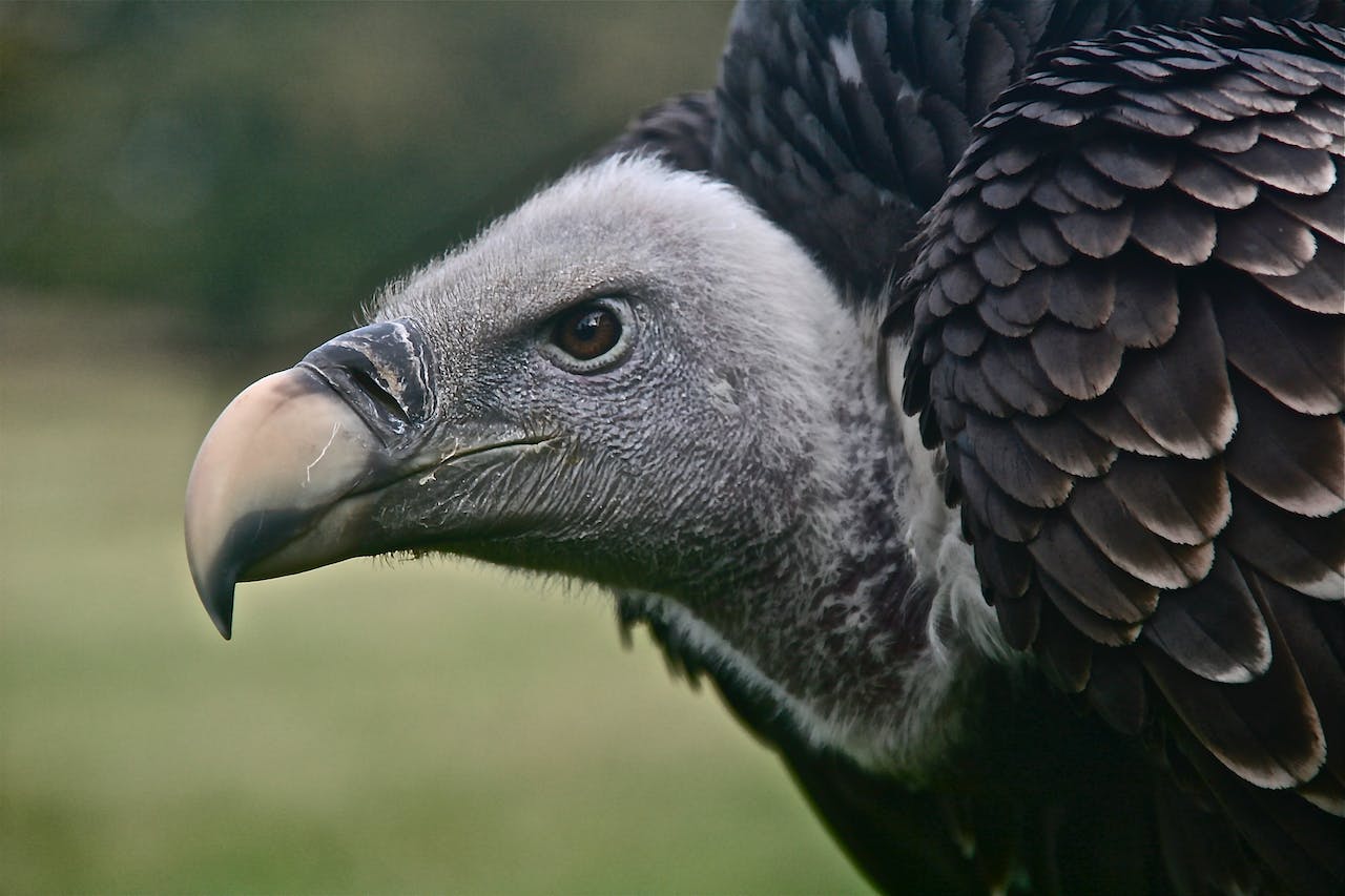 Black and White Vulture