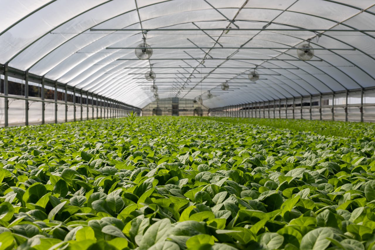 Greenhouse Vs Indoor Potency - Which One Is Stronger?