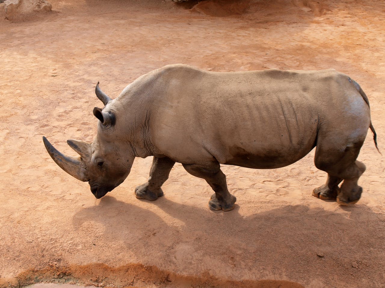 Rhinoceros on Brown Sand