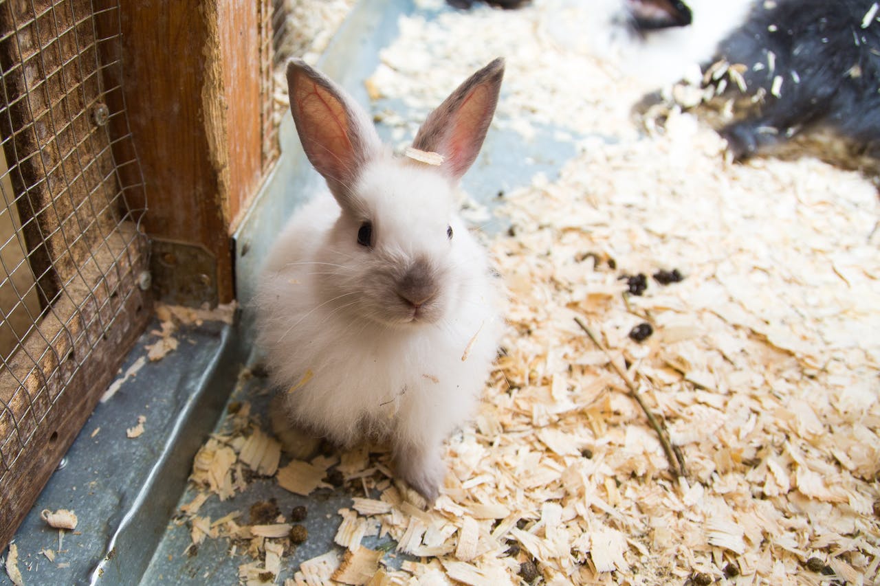 Close-Up of a Cute Bunny