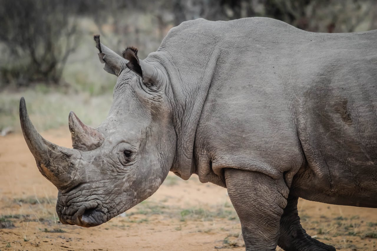 What Does A Rhino Represent In The Bible?