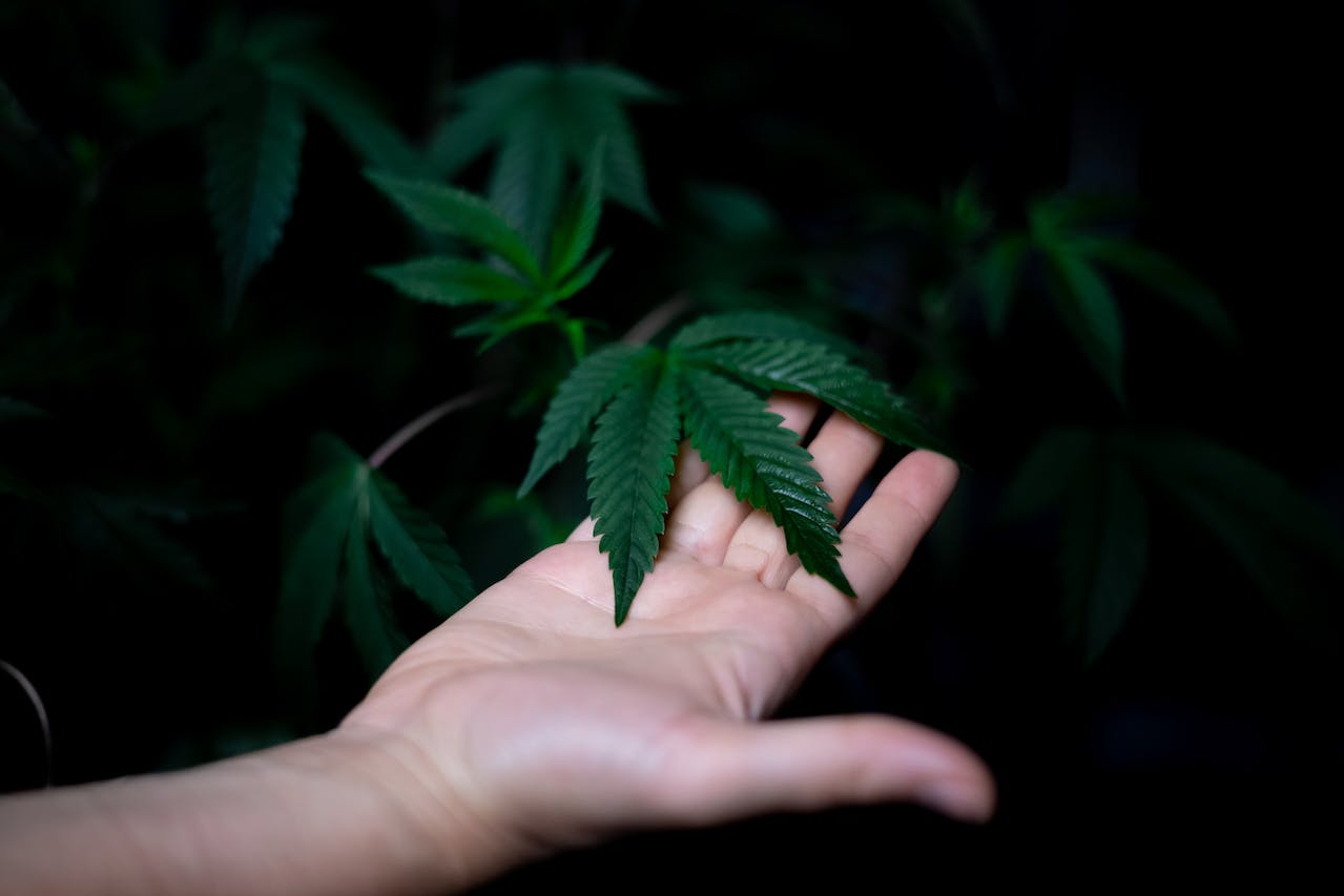  Weed on Person's Palm