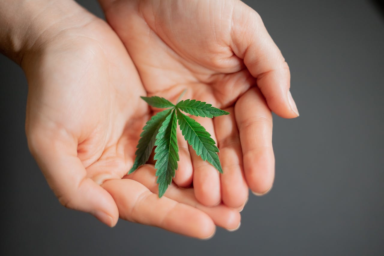 Weed on Person's Hand