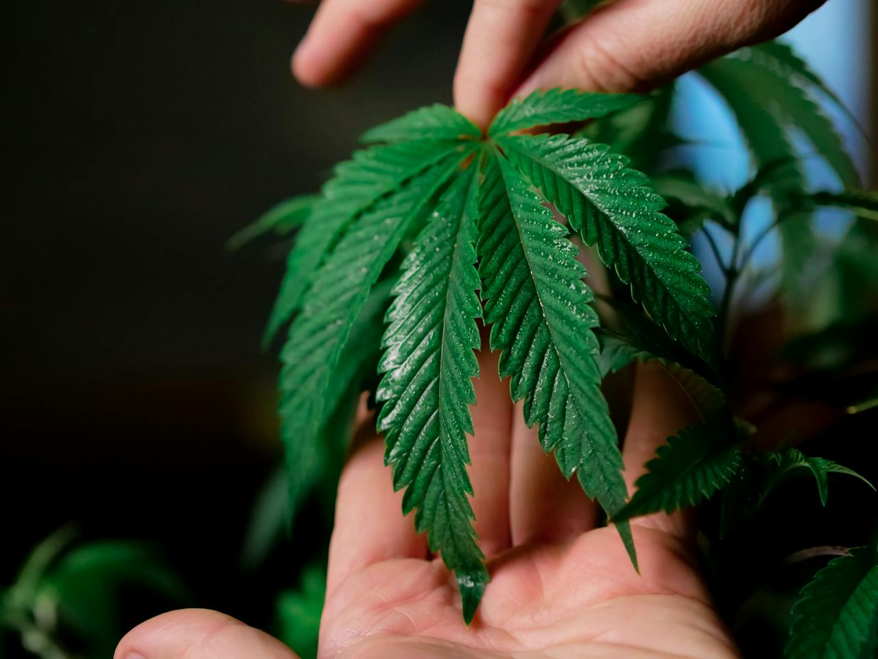  Person Holding Cannabis Plant