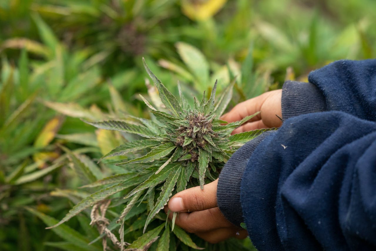 Hands Touching Marijuana Plant