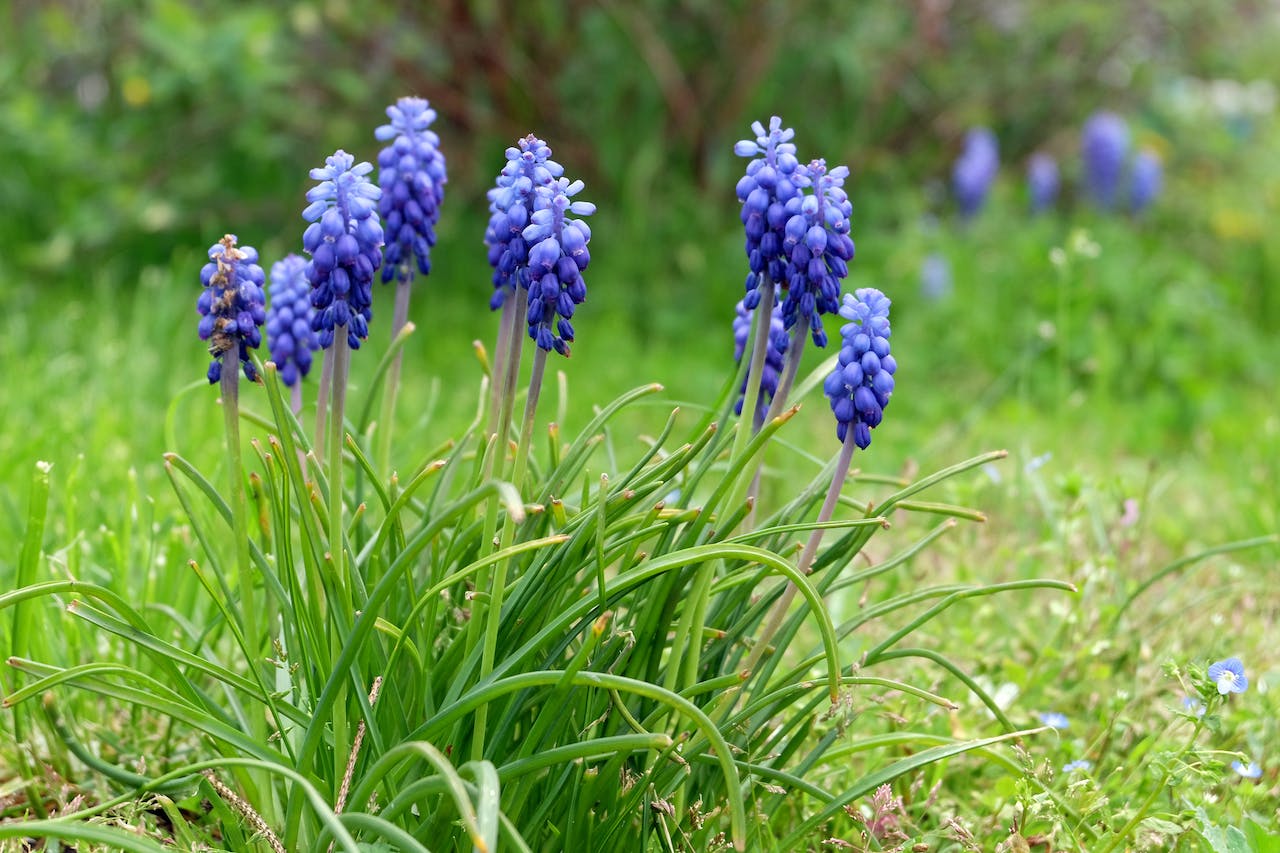 Blue Flowers Growing in the Grass With Green Leaves