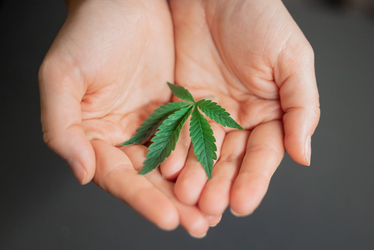 Cannabis on Person's Hand