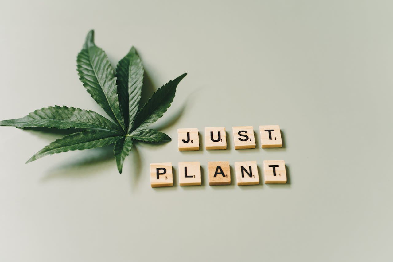 Letter Tiles beside a Cannabis Plant