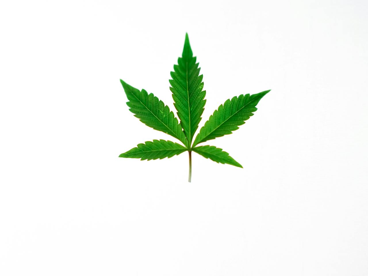 Cannabis on White Background