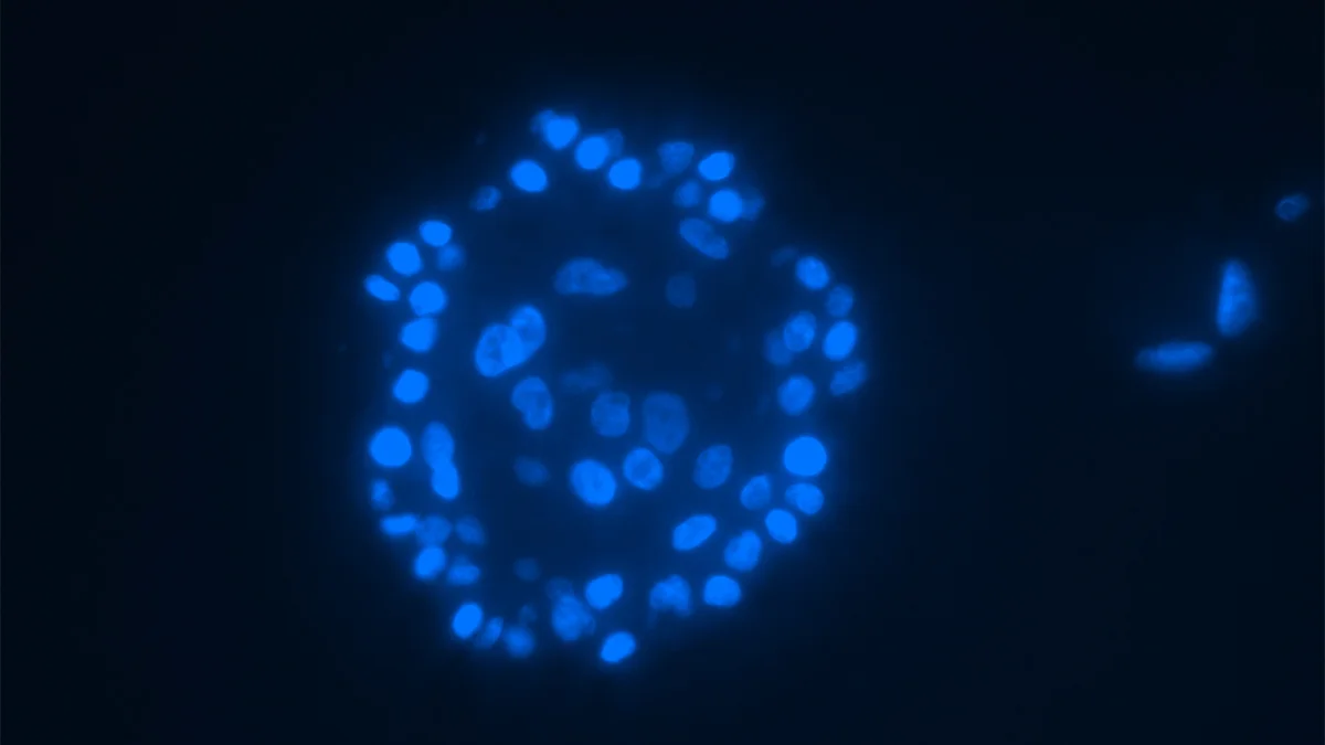 View of blue breast epithelial cells