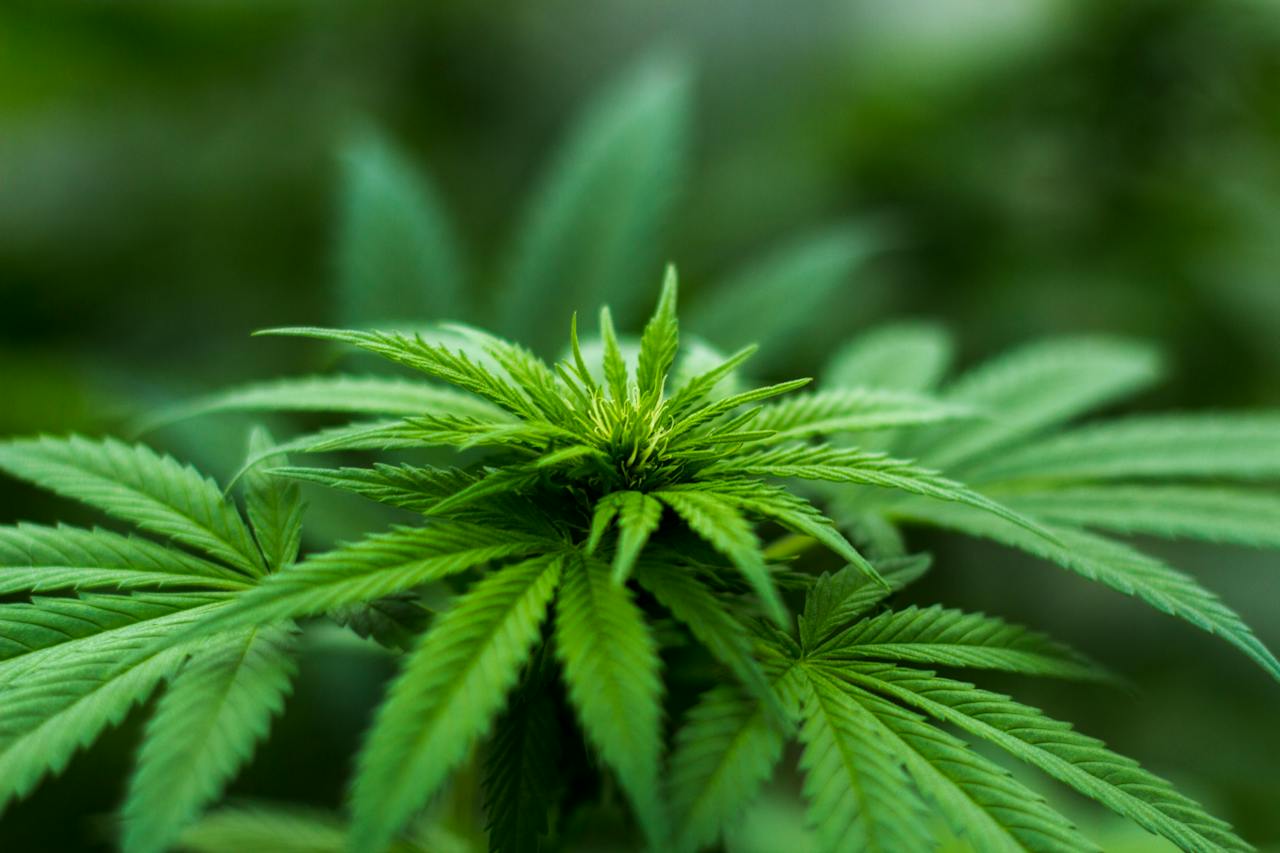 Shallow Focus of Cannabis Plant