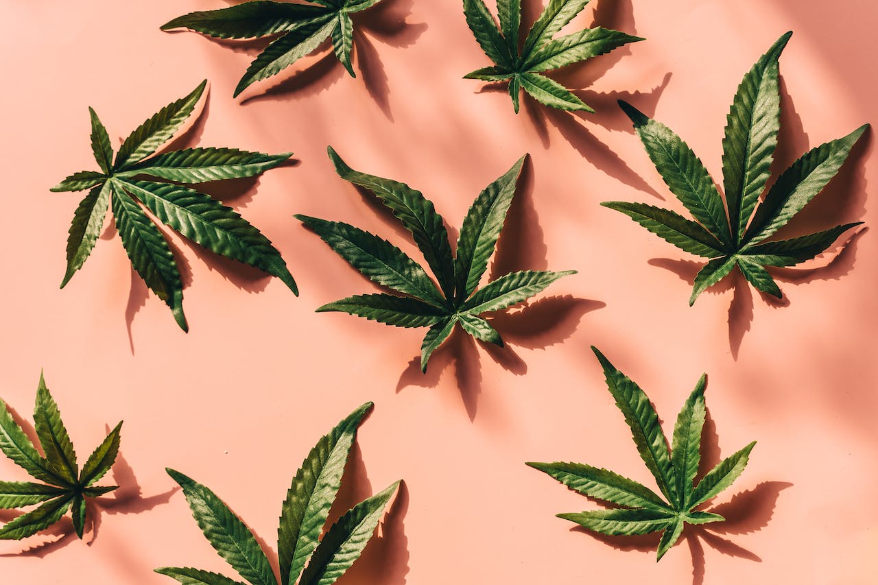Marijuana Leaves on a Pink Surface