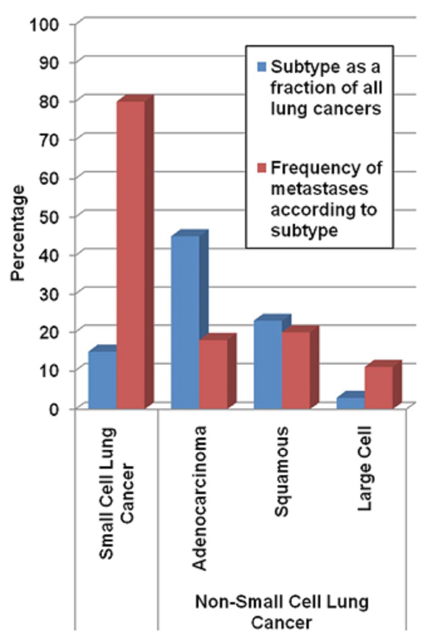 A bar graph for cell lung cancer, with blue bar for fraction of breast cancers and red bar for frequency of metastases