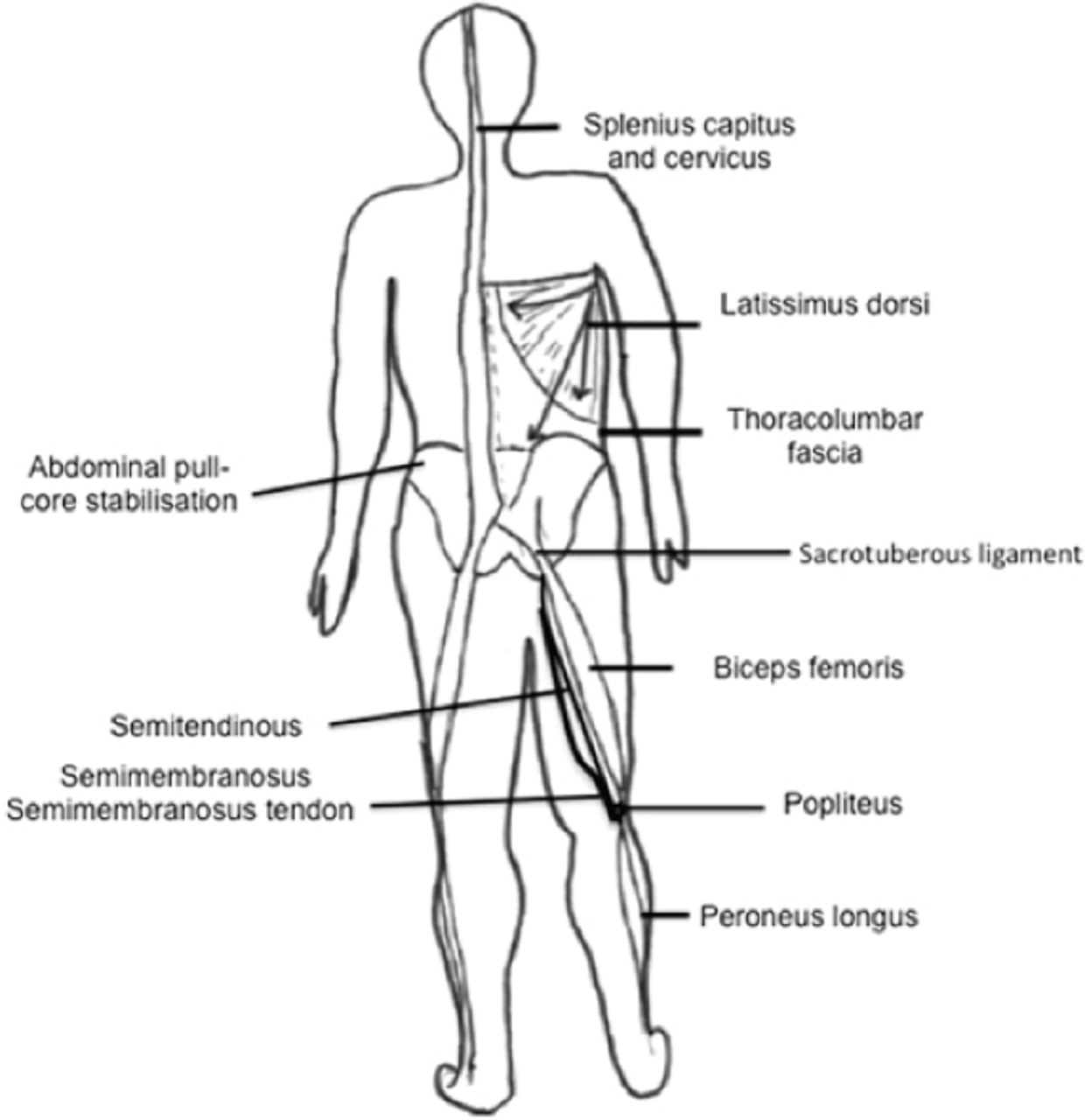 An outline of the human body with different parts pointing in the skull, upper torso, knee, ankle and foot