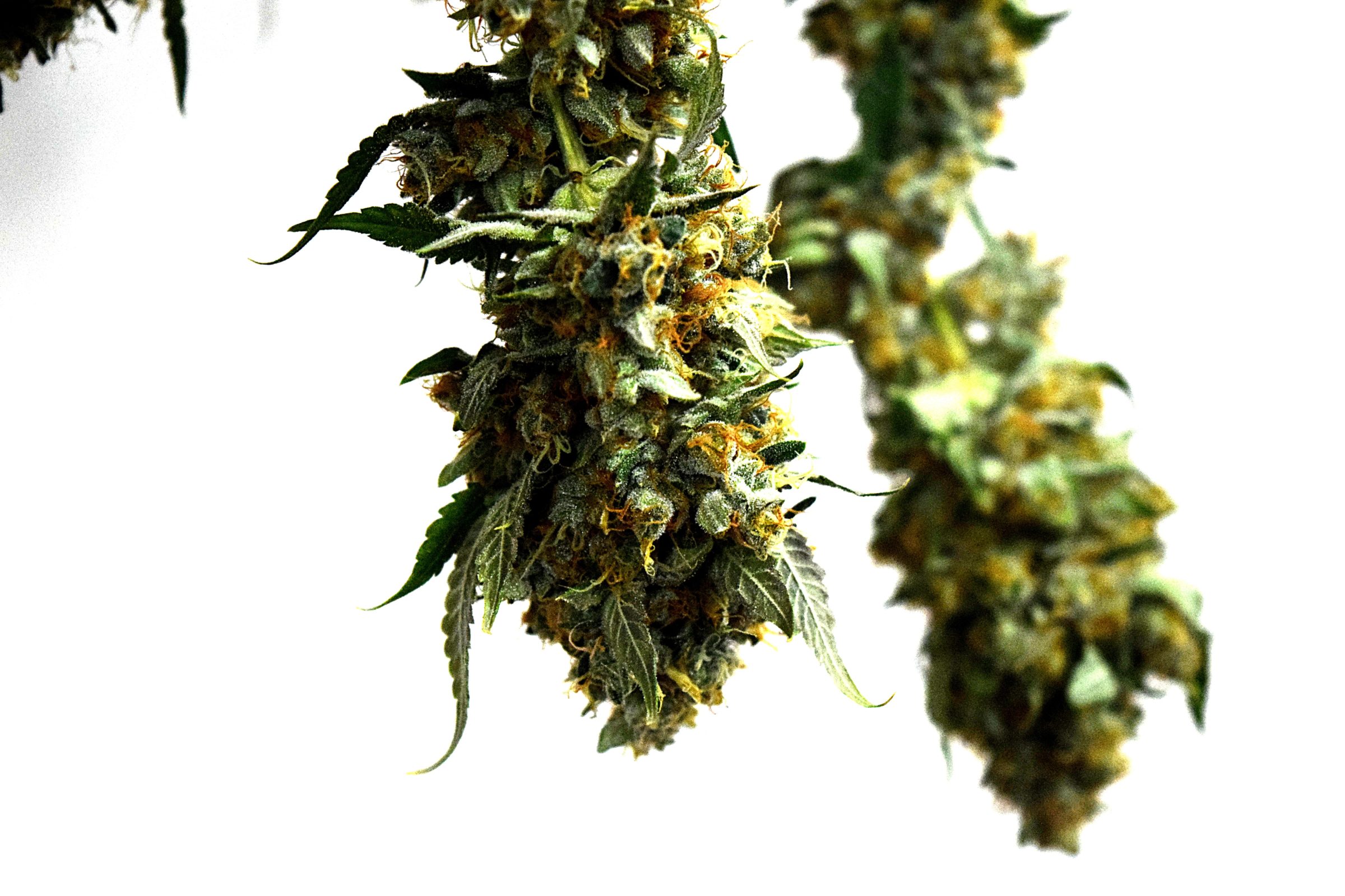 15 Cannabis Terpenes Explained - The Magic of Cannabis