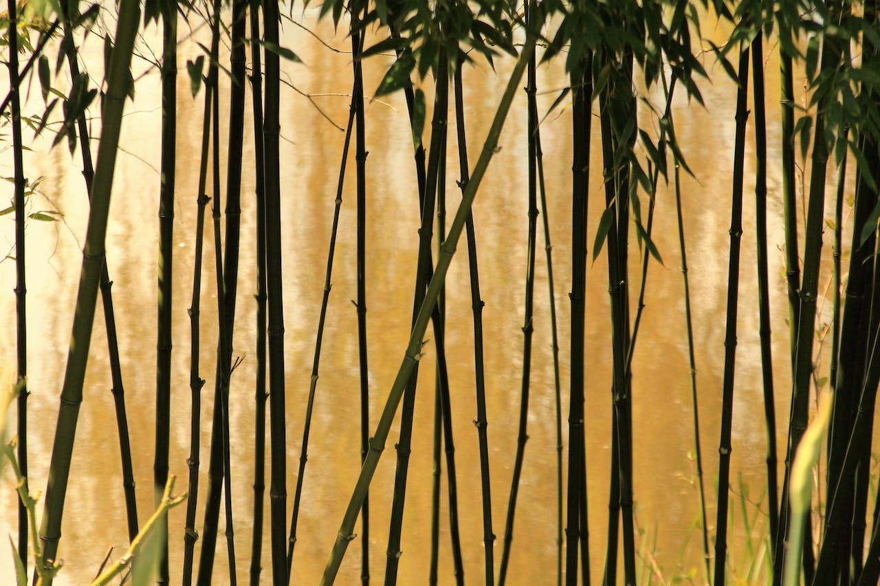 Selective Focus of Bamboo Trees