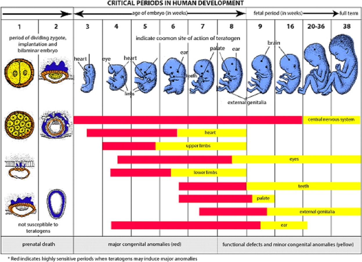 A chart on critical periods in human development, with a drawing of a blue child from fetus to infant